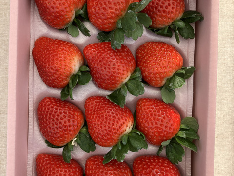 【入賞☆ 食べチョクいちごグランプリ2025】紅ファームのとちあいか(ピンク)