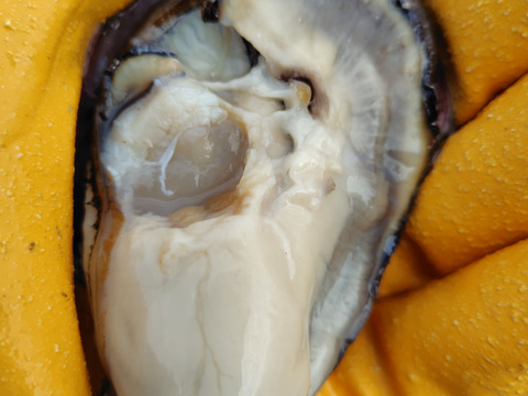 【2割増量！】身入りピーク　京丹後・久美浜産　殻付き牡蠣［加熱用］　たっぷり5kg（50~70個前後）→6kg