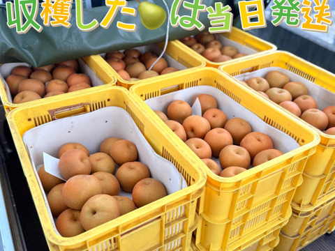 酸味と甘みが最高豊水梨栃木県産3㎏（6－9玉）