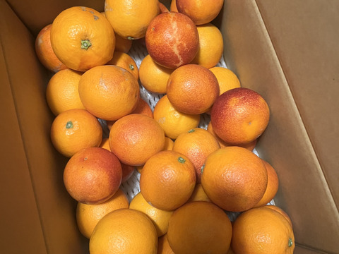 訳ありブラッドオレンジ5㎏