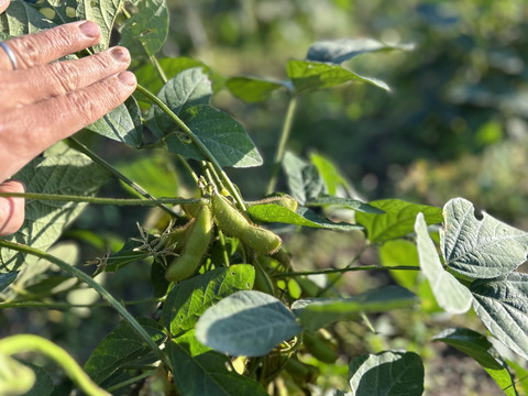 【期間限定】甘い！自然栽培枝豆『音更大袖振大豆』（500g×2p）