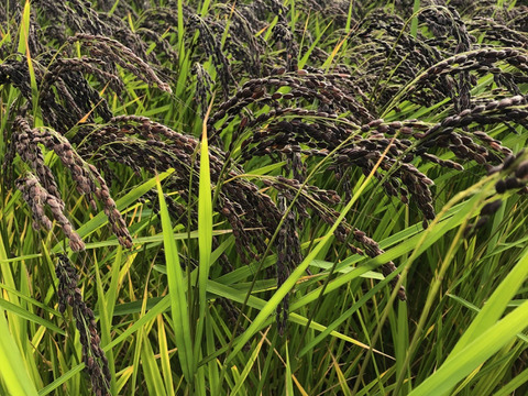 【令和７年新米】朝紫2kg天日干し・富士山麓の湧水育ち