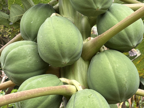 酵素たっぷりヘルシー　青パパイヤ1.5kg (2~3個)