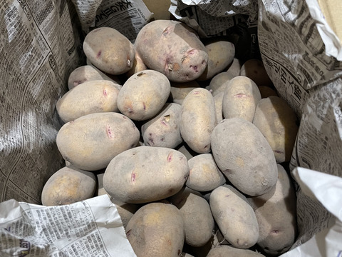 秋5kg"農家の中でも『幻』の固定種！　　予約販売！毎年完売！本当に美味しい秋じゃがいも！農薬不使用！美味しい野菜
