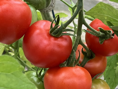 【お試し価格・１日５セット限定】中玉、フルーツミニトマト３種類の食べ比べ各３パック(ひめトマ、とま王、ドルチェイエロー)　平均糖度10度超え　９パック　独自の栽培技術が生み出す独特の触感と甘さ