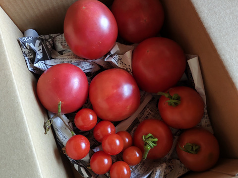 完全自然栽培トマト1キロ【サイズ種類ミックス】