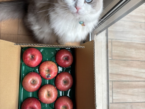 青森りんご 大人気 　【先行予約の為無くなり次第終了とさせて頂いておりましたのでお早めにお願い致します。】



極み家庭用蜜入り自然りんご栽培葉とらずサンふじ2.5kg