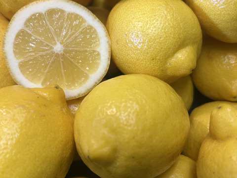 皮ごと食べれる朝採れイエローレモン6kg