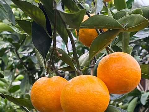 有田みかん【ゆら早生】小粒小玉　2Kg（箱込)