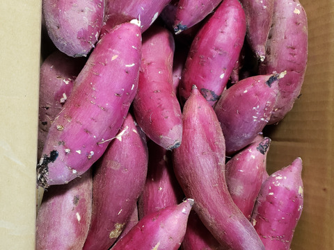 ねっとり甘い！熟成紅はるか　Sサイズ　5kg さつまいも