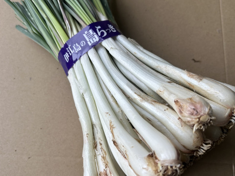 【メール便配送】沖縄 伊江島特産 島らっきょう 500g