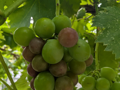 【一粒の甘さ】ぶどう食べ比べセット180g程度×5p