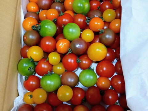 《訳アリお買い得》カラフルミニトマト(1.3㎏)