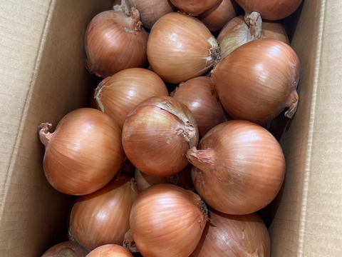 玉ねぎ10kg🅱️🧅淡路島極熟玉葱玉　シャーロットオニオン　玉ねぎ大国淡路島からのたまねぎ