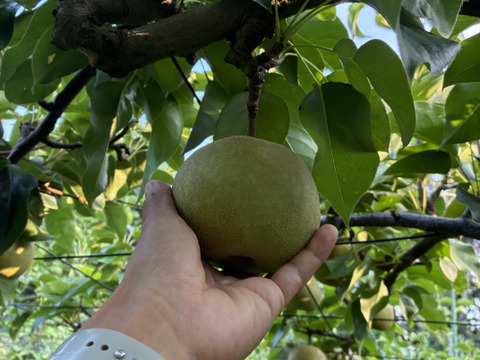 夏到来！ 梨で水分チャージ！ 幸水3キロ 7~9個入り大玉