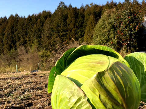 5【数量限定】農薬不使用の旨キャベツ！今だけ旨みキャベツを是非！