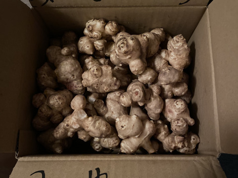 〈売り切れ御免なさい／スーパーフード／自然栽培〉 淡路島産 シャキっとホクっとパリっと 皮ごと安心♪菊芋３kg【2022年度SDGｓエバンジェリスト認定取得】