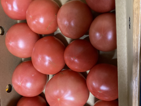 【訳有り品】キズあり不揃いトマト約1.8キロ