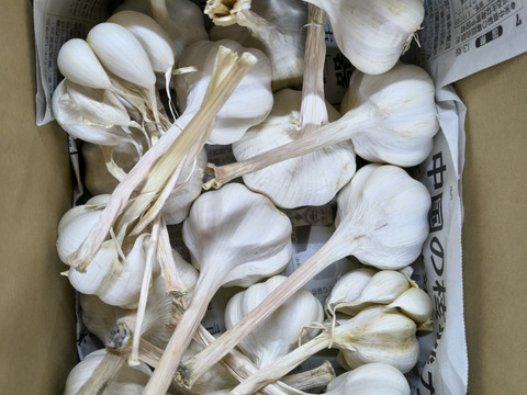 愛情たっぷり育てたにんにく1ｋｇ　約15玉分　パチャママ農園