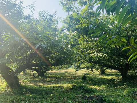 【幻の栗☆利平栗】自然栽培！数量限定☆大粒L～１キロ