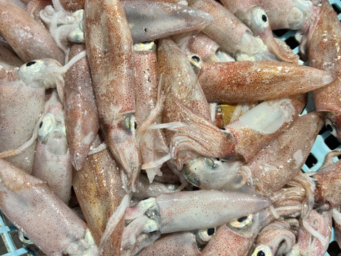 酒のあてに最高‼️【冷凍】とれたて新鮮‼️徳島宍喰産アカイカ(ケンサキイカ)約600g