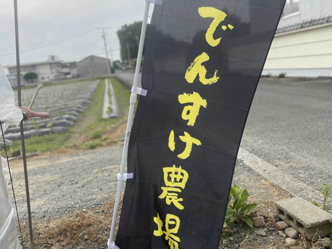 極甘『ドルチェドリーム』4キロ