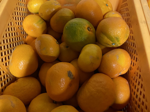 【大特価】加工用みかん　10キロ