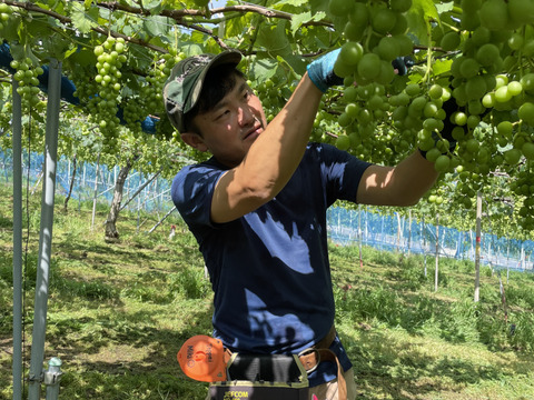 太陽さんさん露地栽培！味に自信あり！ジューシー！あま〜い！紀州有田巨峰村の種あり藤稔（ふじみのり）２kg(５～６房)