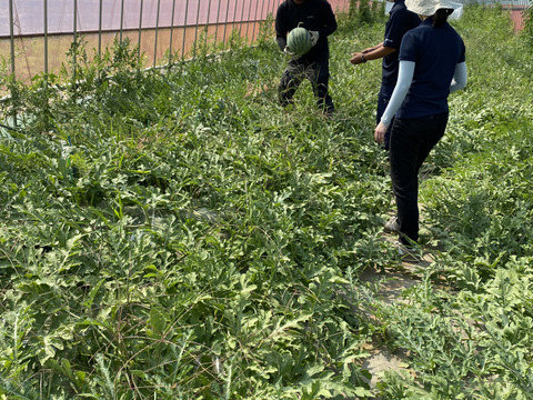 思わず笑顔が溢れる♡驚くほど甘〜い！祭りばやし大玉スイカ【4Lサイズ10〜12キロ/1玉】数量限定！