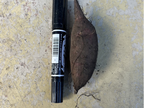 群馬県産 訳ありさつまいも【シルクはスイート】土付き　1.5kg