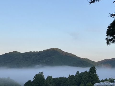 国産ブラックベリースパークリングワイン375ml