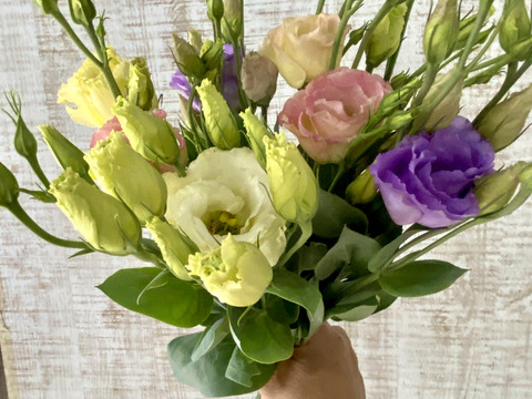 クール便【６本／トルコキキョウ】柔らかな色合いと、上品な花姿が魅力のトルコキキョウ。蕾つき！産地直送、プレゼントOK!