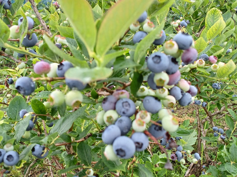冷凍ブルーベリー1.5キロ（250㌘×6袋）L～LLサイズ18㍉以上！個包装なので使い勝手が良いです‼️