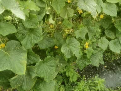 山育ち 自然のまんまのパリパリきゅうり【山梨県北杜市産】1kg