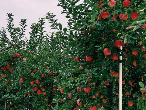 福箱お買い得！福島の美味しい『ふじりんご』10キロ箱