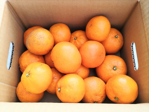 《農薬不使用》ギュッと濃厚！完熟みかん(ご自宅用・2kg)