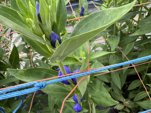 リンドウ　３品種　15本　クール便