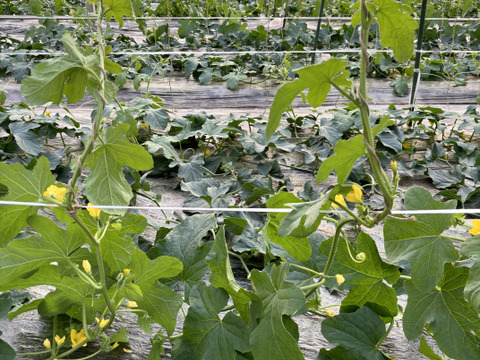 甘さ抜群！驚きの美味しさ！極上『高級アムスメロン』1kg以上×2個