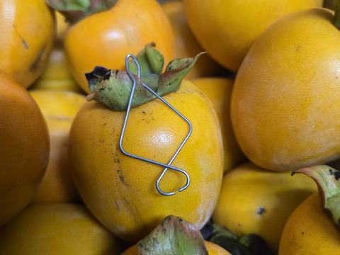 ★わけあり品　自然栽培 干し柿用 愛宕柿（小玉） 渋柿 2.5kg～ ※干し柿用クリップ必要