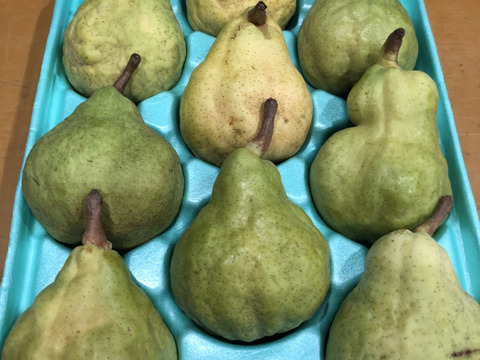幻の洋梨ル・レクチェ3kg9玉　追熟し完了後発送