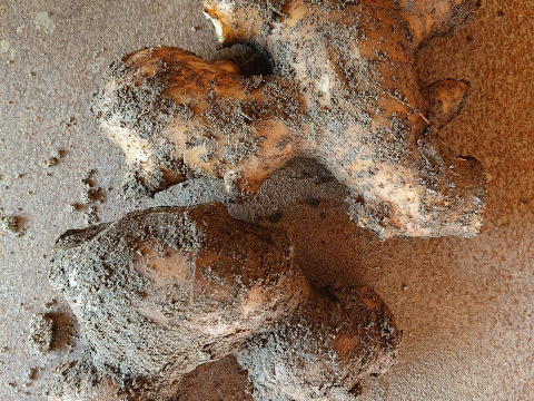 【つちなし】パンチのきいた辛さ！大きめサイズの親生姜１キロ