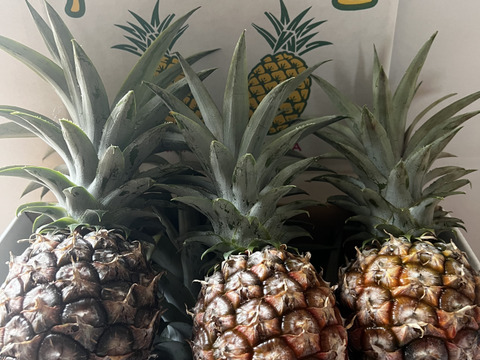 沖縄県石垣島産規格外ピーチパイン3個入り