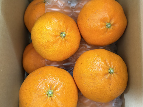 【市場にほぼ出回らない】甘平《ご家庭用 2kg》｜柑橘史上トップクラスの甘さ×“シャキッと食感”｜愛媛・西宇和産