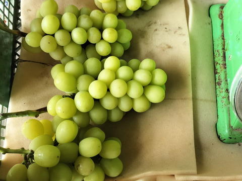 甘く、パリッとした食感！シャインマスカット（2ｋｇ）