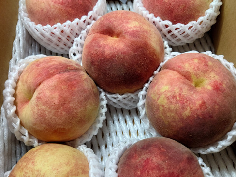 知る人ぞ、知る‼️西王母　3㎏（5－10玉）【夏ギフト】