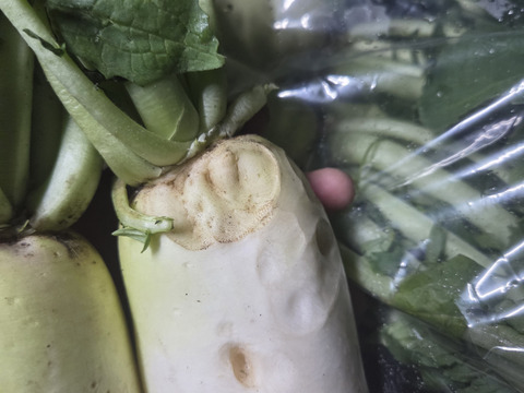 【同梱発送】自然栽培大根×ネギ