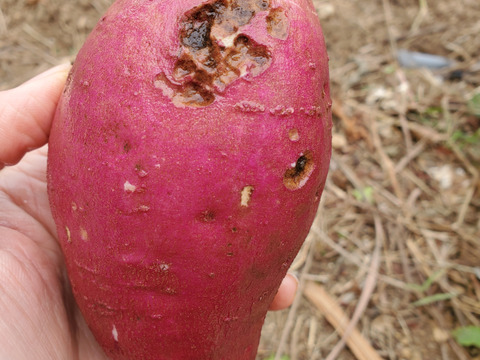 【訳あり】潮風 × 火山灰土が育てた熟成島さつまいも『紅はるか』3kg