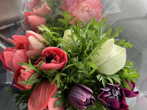 《アネモネ》12本束2セット
10日間の日持ちは当たり前💐