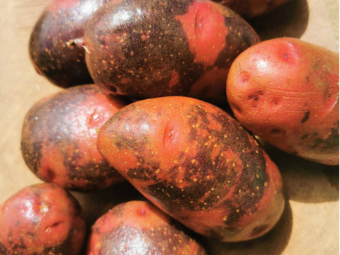 五島直送！潮風と火山灰土が育んだ島じゃがいも『グランドペチカ』　５kg