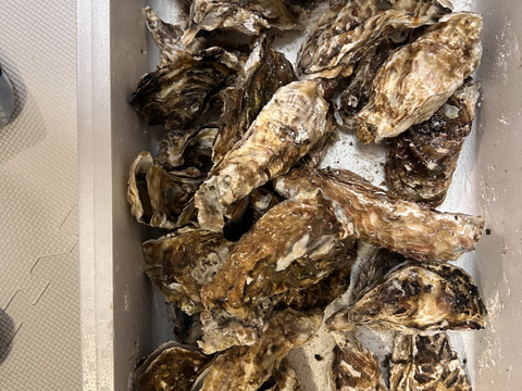 【期間限定10％値引き販売中】🦪 生食用４ｋｇ（24~64粒） 殻付き 牡蠣 牡蛎 殻付き牡蛎 kaki カキ 松島牡蠣屋 生牡蠣にも、BBQに最適🔥 海産物 オイスター A